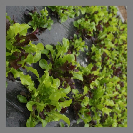 Mesclun