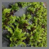 Mesclun