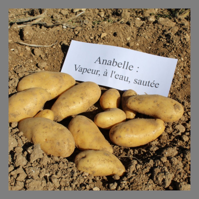 Pomme de terre (Annabelle) 1kg