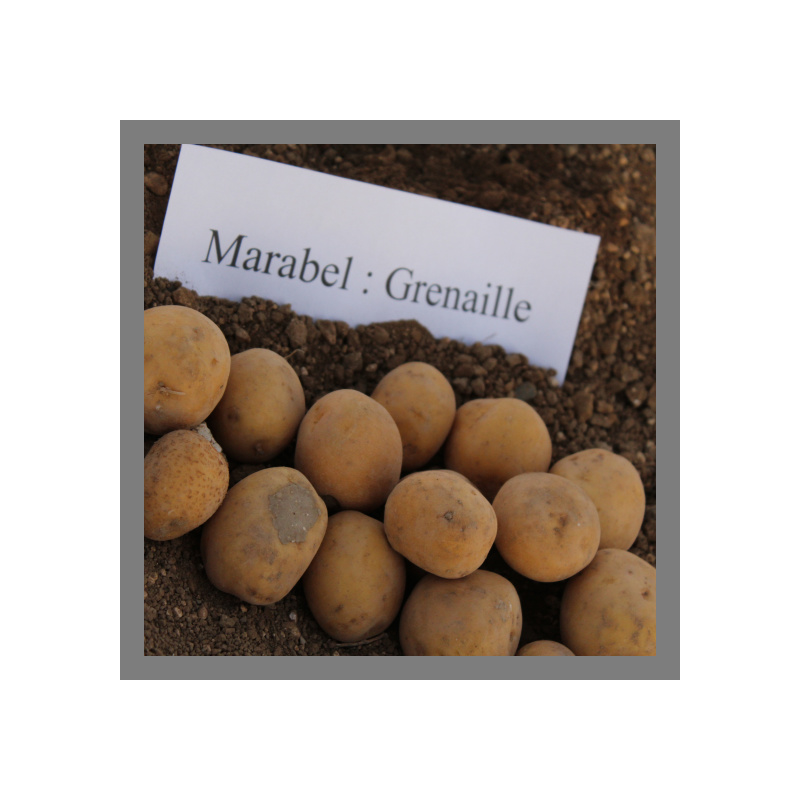 Pomme de terre (grenaille)