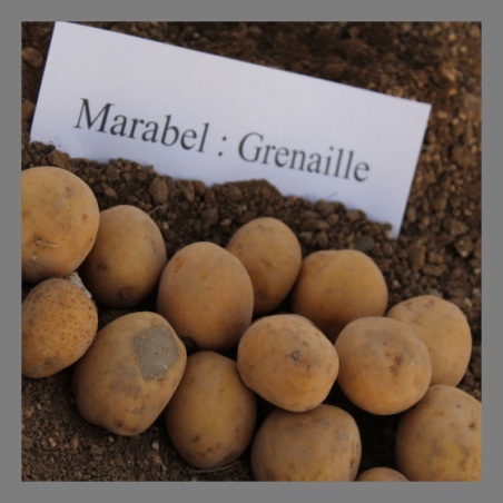 Pomme de terre (grenaille)