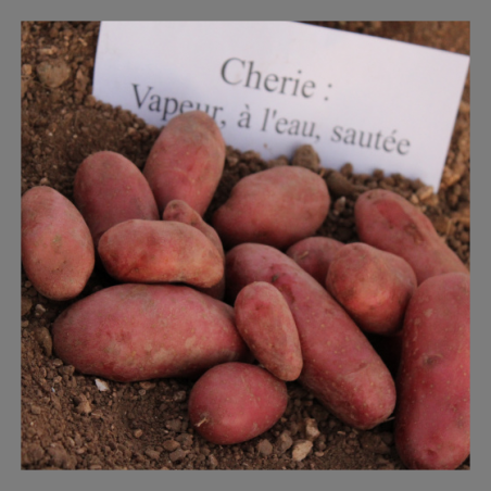 Pomme de terre rouge (chérie) 1kg