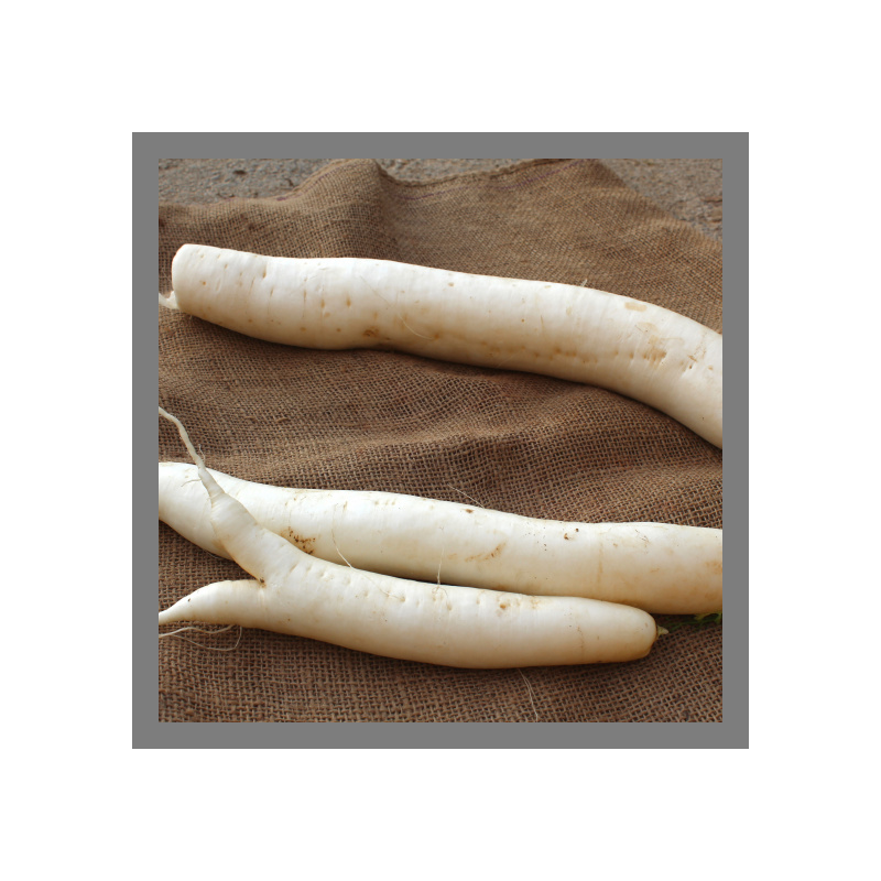 Radis blanc Daikon 500g