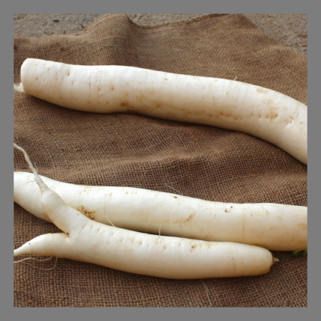 Radis blanc Daikon 500g