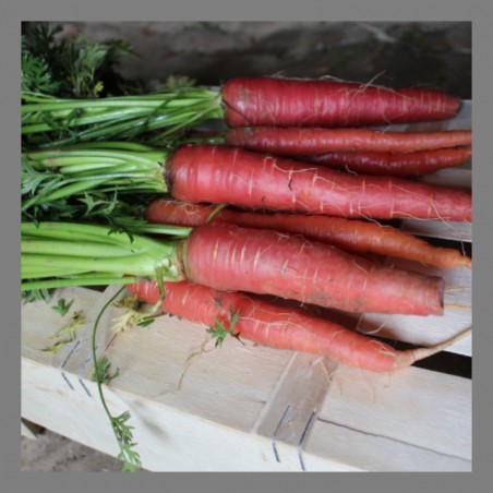 Carottes rouges 1kg