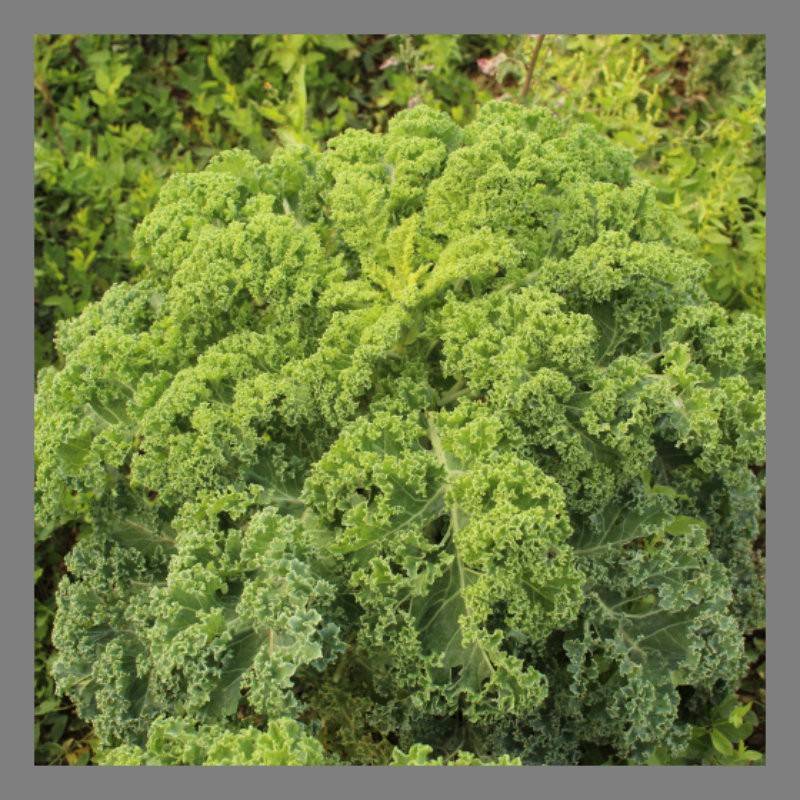 Chou kale